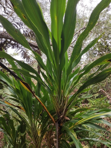 Cordyline mauritiana image