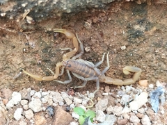 Uroplectes planimanus