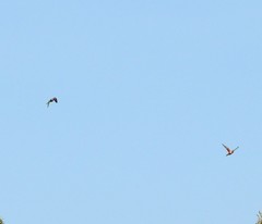 Aerodramus terraereginae