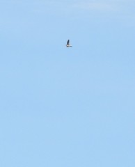 Aerodramus terraereginae
