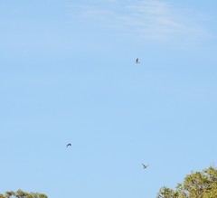 Aerodramus terraereginae