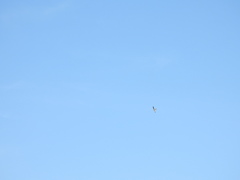 Aerodramus terraereginae