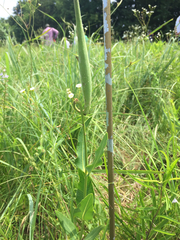 Asclepias meadii