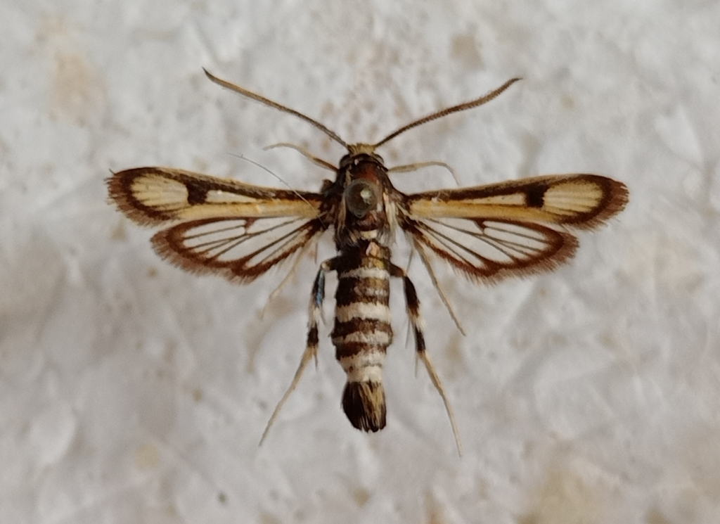 Chamaesphecia weidenhofferi