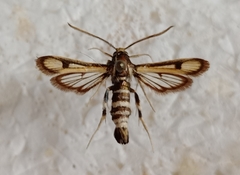 Chamaesphecia weidenhofferi