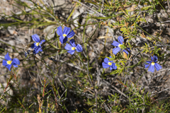Goodenia coerulea