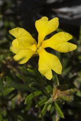 Goodenia pulchella