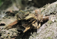 Canephora hirsuta