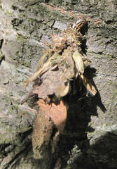 Canephora hirsuta