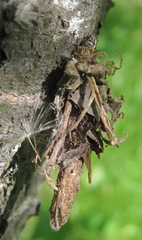 Canephora hirsuta