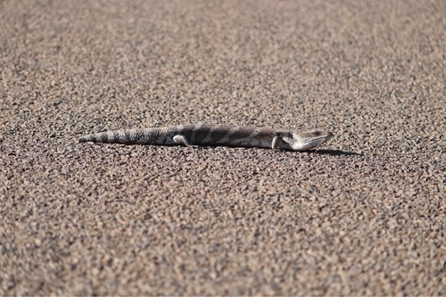 Common Bluetongue