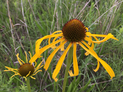 Echinacea paradoxa paradoxa