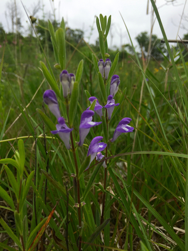 Bush's skullcap (Scutellaria bushii)