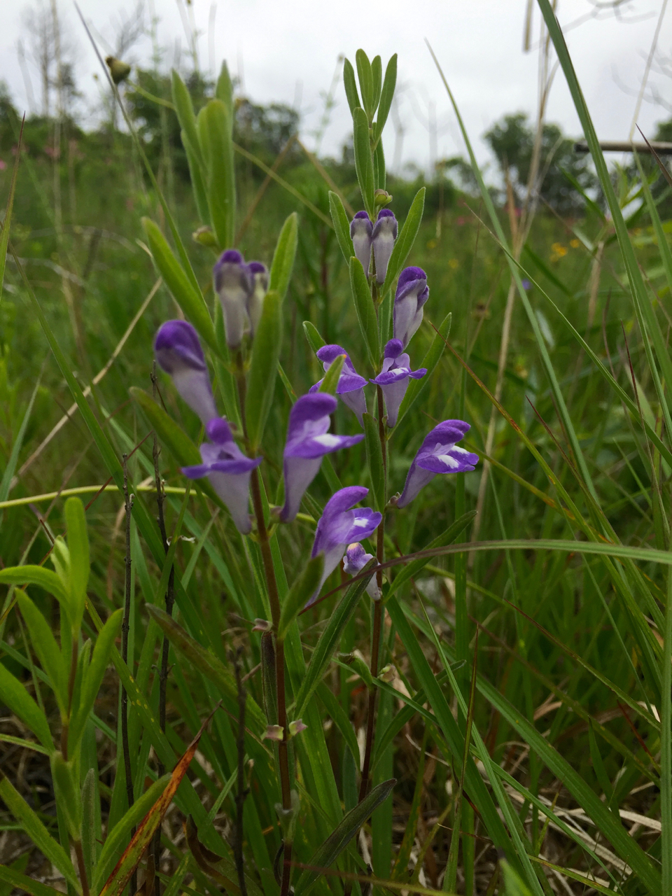 Scutellaria bushii