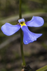 Lobelia heterophylla