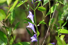 Scutellaria integrifolia