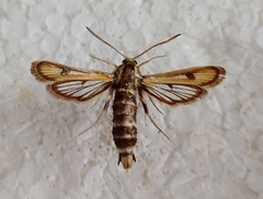 Chamaesphecia weidenhofferi