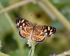 Anthanassa frisia
