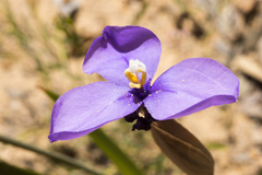 Patersonia occidentalis