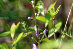 Scutellaria integrifolia