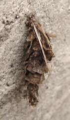 Canephora hirsuta