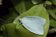Nymphostola galactina