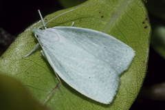 Nymphostola galactina