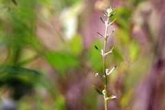 Scutellaria integrifolia