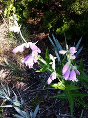Penstemon cobaea