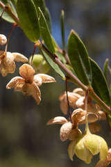 Phyllanthus calycinus