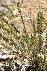 Phyllanthus calycinus