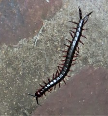 Cormocephalus nitidus