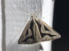 Dichromodes personalis