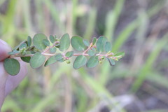 Euphorbia dallachyana