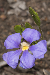 Scaevola calliptera