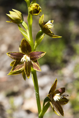 Thelymitra fuscolutea