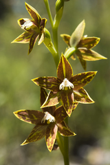 Thelymitra fuscolutea