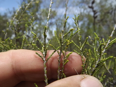 Melaleuca pallescens