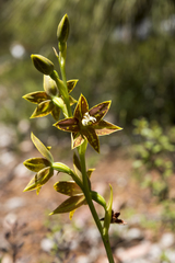 Thelymitra fuscolutea