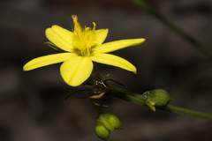 Tricoryne humilis