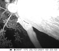 Petaurus norfolcensis