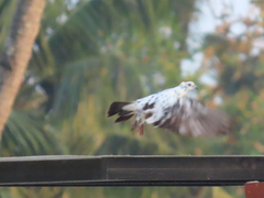 Columba livia domestica