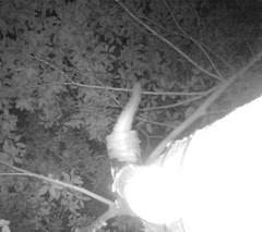 Petaurus norfolcensis