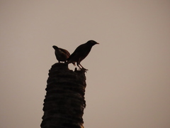 Acridotheres tristis