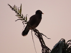 Acridotheres tristis