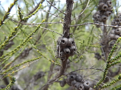 Melaleuca pallescens