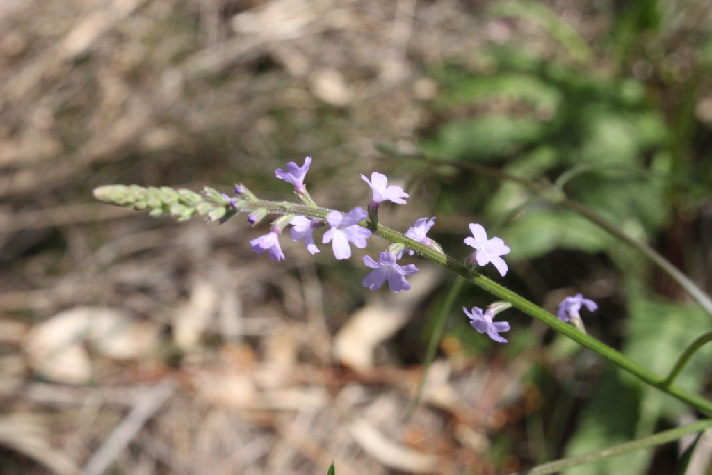 Verbena gaudichaudii