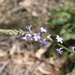 Verbena gaudichaudii - Photo (c) Darren Fielder, algunos derechos reservados (CC BY-NC), uploaded by Darren Fielder