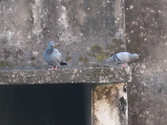 Columba livia domestica