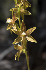 Thelymitra fuscolutea